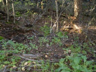 Heading back down, a rabbit in the bushes beside the trail, Yellow Lake Trail 2014-09.